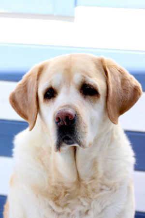 Camping miramar en Tarragona - Mi experiencia - Camping vintage Lolita la pastelera